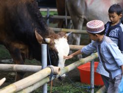 Kenali ciri-ciri hewan kurban yang terkena Antraks.(istimewa/indonesiadaily.net)