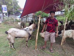 Mantan wartawan, Kusnawan dan hewan kurbannya. (Istimewa/indonesiadaily.net)