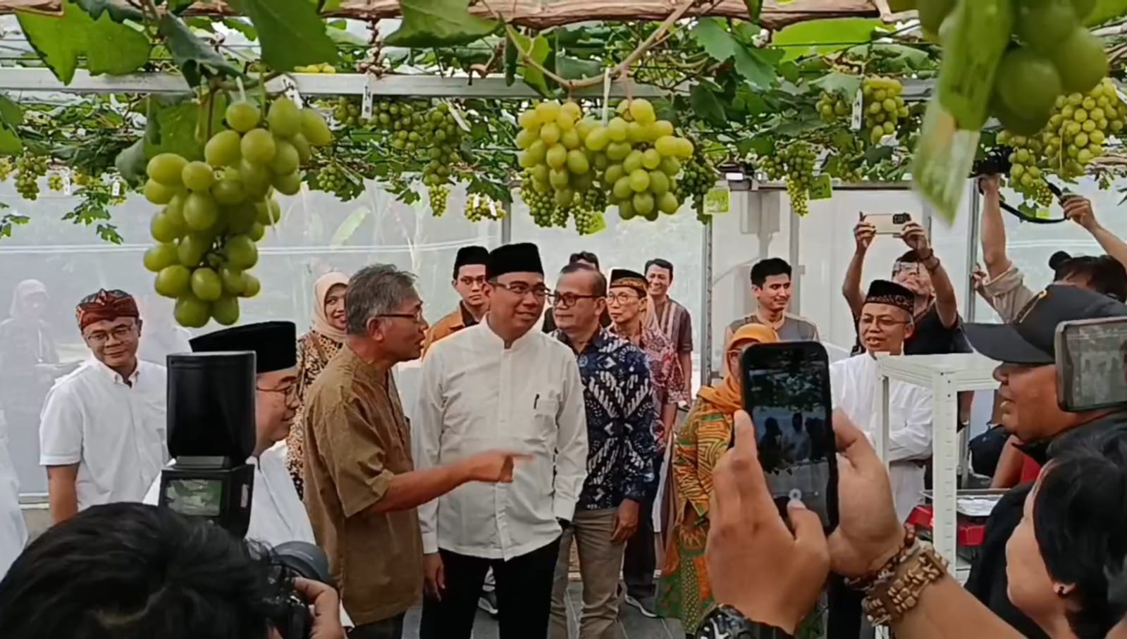 Panen Perdana Anggur Asing di ATP, IPB Siap Tekan Ketergantungan Import