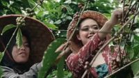 panen-kopi